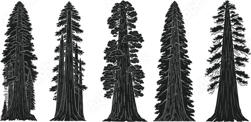 Set of five giant redwood or sequoia tree silhouettes showcasing towering, textured, and detailed coniferous forest elements in black vector graphics. (20 words)