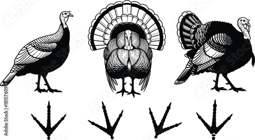 Vintage Engraving Style Vector Set of Wild Turkeys (Male, Female, Displaying) and Footprints, Ideal for Hunting, Thanksgiving, and Wildlife Designs