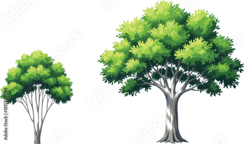 Vector illustration comparing small and massive green broadleaf trees, symbolizing growth stages, natural environment, and ideal for architectural landscape design.