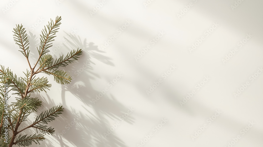 Obraz premium Minimal Pine Branch Shadow Background