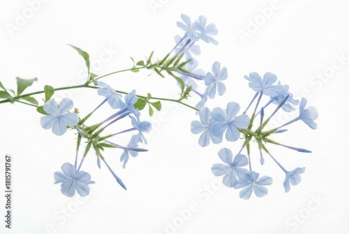 Blue Plumbago Auriculata or Cape Leadwort Flowers Isolated on White
