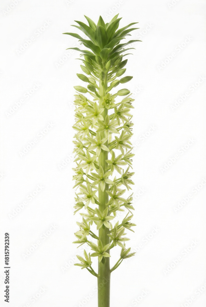Fototapeta premium Green Pineapple Lily or Eucomis Flower Spike Isolated on White