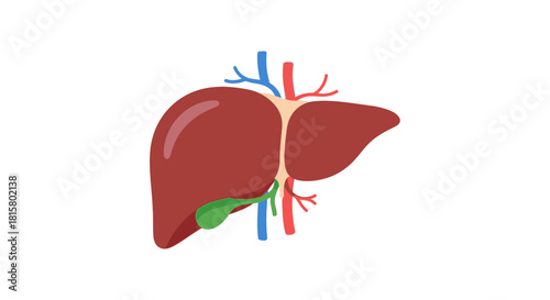 Anatomical Illustration of Human Liver with Vessels.