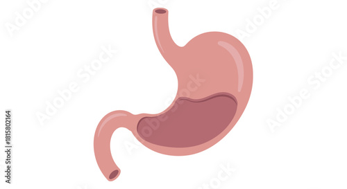 Anatomical illustration of the human stomach a vital digestive organ with internal contents.