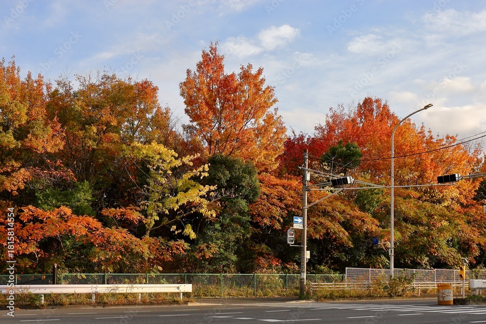 Obraz premium 夕方の交差点から見える紅葉 川口市新荒川大橋