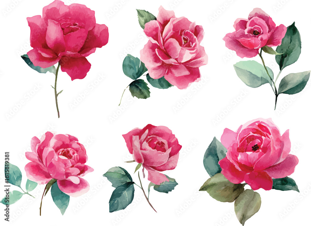 Naklejka premium pink roses on white background