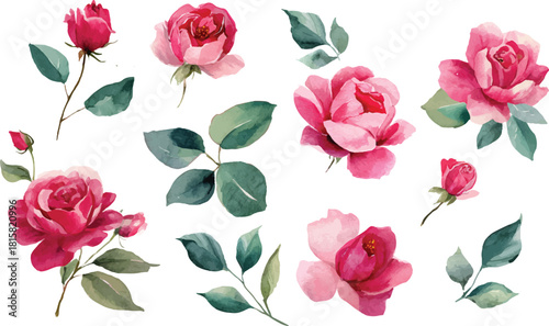 watercolor set of pink roses vector