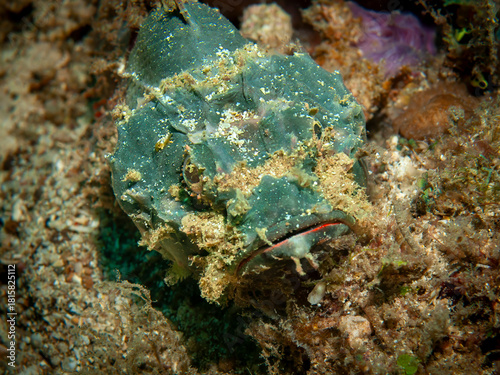 Fotografie Devil scorpionfish camouflaged on sandy reef in Lembeh Indonesia