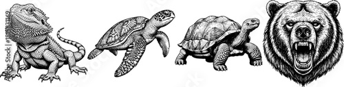 Wildlife animal collection sketch reptile and bear illustration