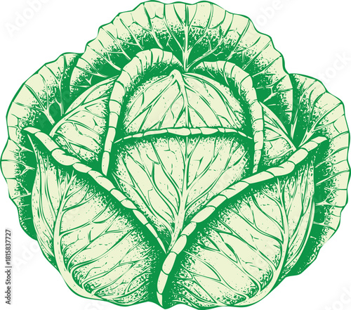 Hand drawn sketch illustration of a fresh green cabbage head, isolated on, vintage engraving style vegetable drawing