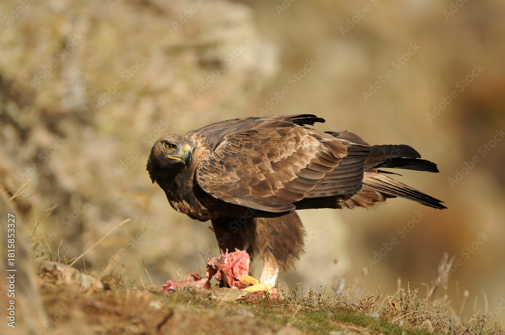 Fototapeta premium aguila real