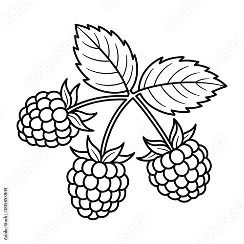 Illustration of three raspberries with leaves isolated on, perfect for coloring books, educational materials, or simple graphic designs