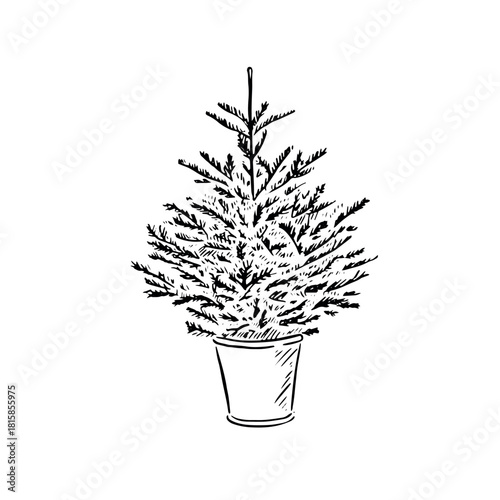Christmas tree in a ceramic pot. Hand drawn in black and white.