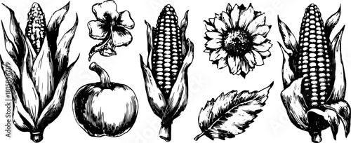 Illustration set featuring corn, pumpkin, and flower in black and white. Detailed botanical vector art highlighting nature and agriculture elements.