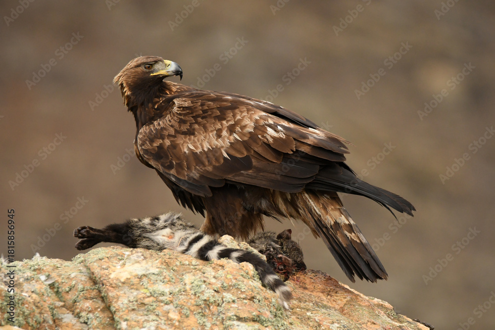 Obraz premium aguila real