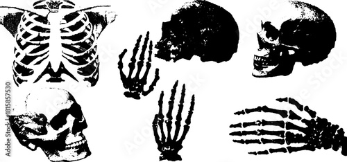 Vector illustration set of skull and skeleton anatomy features in monochrome. Detailed images of bones, ribcage, and hands for educational purposes.