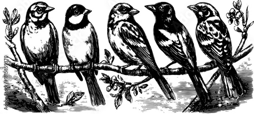 Engraved birds in silhouette style. Vintage black vector illustration depicting a detailed design of birds perched on a branch set.