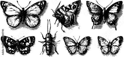 Vintage butterfly engravings set in black outline. Detailed illustrations suitable for educational and decorative purposes in vector format.