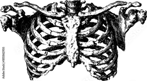 Vintage skeleton illustration featuring detailed ribs and bones. This monochrome vector drawing serves as a medical reference set.
