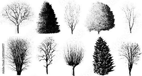 Tree silhouettes in various styles, featuring vintage engraving and stipple effects. Set of black and white vector illustrations depicting diverse tree shapes.