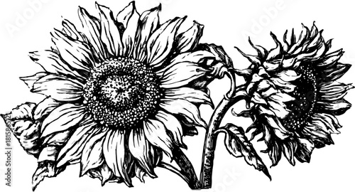 Sunflower illustration in vintage black and white. Detailed botanical drawing, perfect for decorative vector art set.