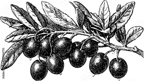 Olive branch with leaves and fruit in a vintage botanical sketch. Black and white vector illustration.