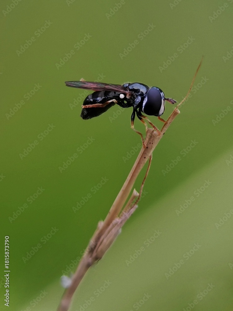 Fototapeta premium Hoverfly on leaf