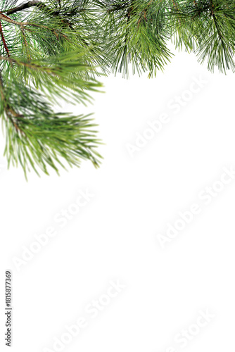 Stunning vertical low-angle shot of pine tree branches extending upward, capturing the majestic perspective of evergreen needles against bright sky, emphasizing the natural vertical growth pattern