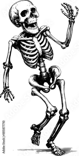 Skeleton in vintage style. Detailed line illustration showcasing movement as a playful character. This vector artwork emphasizes artistic design and historic essence.