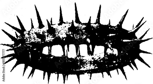 Engravings of a spiked shell in black and white. This vintage vector illustration showcases the unique shape and texture in a set format.