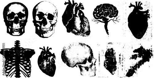 Illustration set featuring skulls, hearts, and brains in black and white. Anatomical vector graphics for medical and educational use.