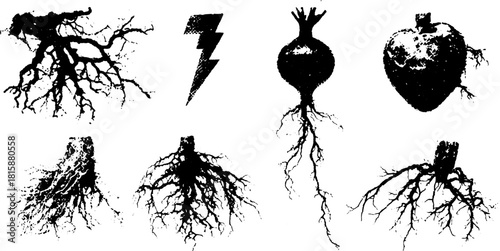 Root illustrations in black silhouette. Vector graphics showing different forms and textures in a set focused on root systems in nature and agriculture.