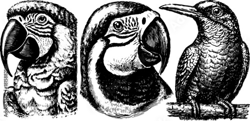 Engravings of three birds in a vintage style. This detailed black vector illustration showcases wildlife in a unique and artistic set.