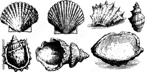 Vintage line drawing set of various shells, including scallop and conch. Black outline vector illustration highlighting nature and ocean elements.