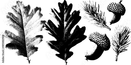 Botanical graphic featuring a detailed set of leaves, acorns, and pine illustrations. Black and white vector illustration showcasing natural elements.