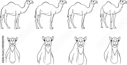 Camel outline drawing, desert animal sketch, dromedary vector art, wildlife illustration, Arabian transport symbol, safari design, nature graphic, traditional camel artwork