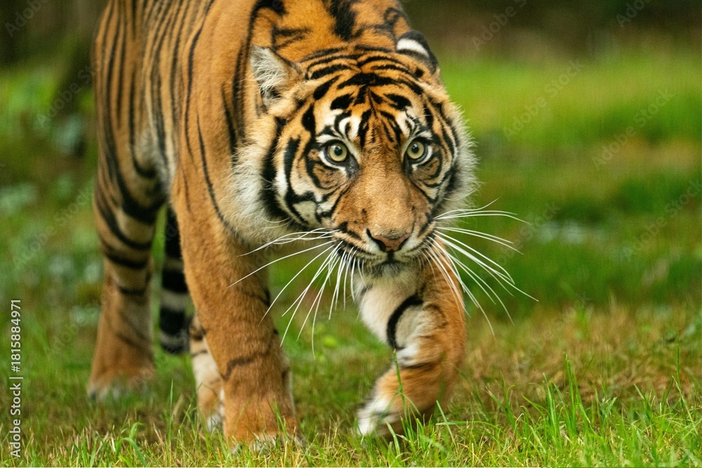 Fototapeta premium tiger in the grass