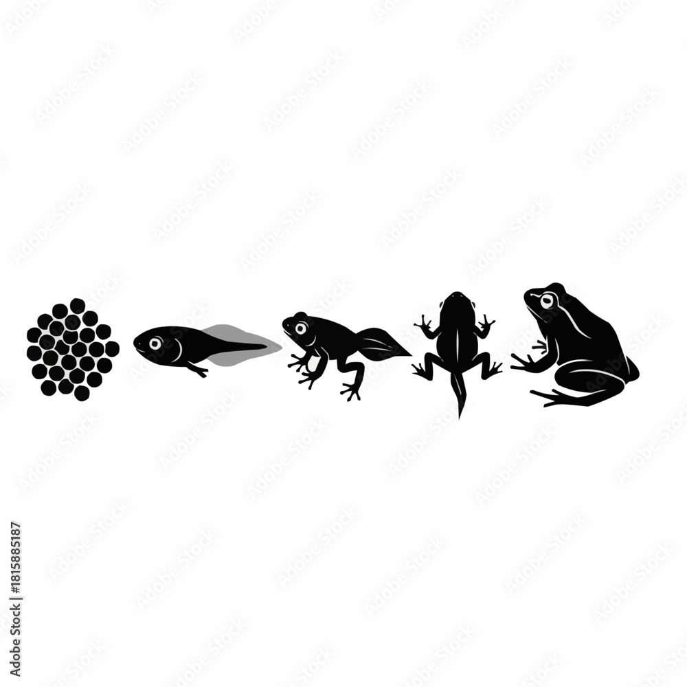 Fototapeta premium A graphic illustration depicting the life cycle stages of a frog, from eggs to adult.