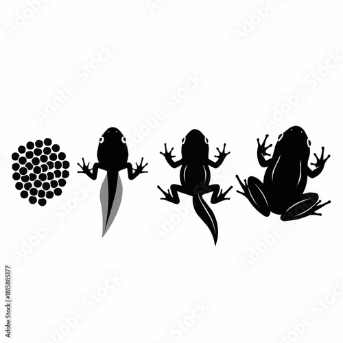 Illustration showing the life cycle of a frog, from eggs to tadpole to froglet to adult, in silhouette.