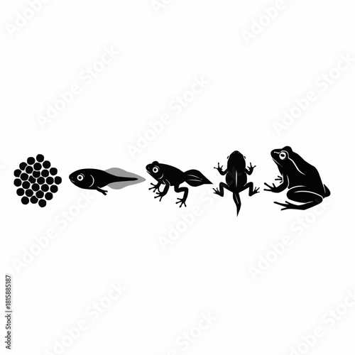 A graphic illustration depicting the life cycle stages of a frog, from eggs to adult.