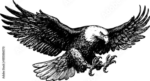 Eagle with wide wings in black and white outline. Detailed vector illustration showcasing feathers and claws, perfect for nature and wildlife art.