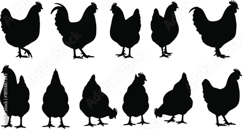 Chicken silhouette set, poultry vector illustration, farm animal poses, black chicken icons, hen shapes, livestock graphic, rustic clipart