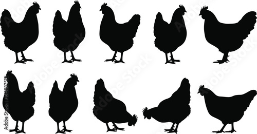 Chicken silhouette set, poultry vector, farm animal clipart, hen pose collection, black chicken icon, livestock graphic, rustic design