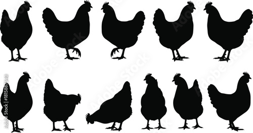 Chicken silhouettes, poultry vector, farm animals, black silhouettes, rural illustration, livestock design, hen clipart, bird shapes, agriculture, editable