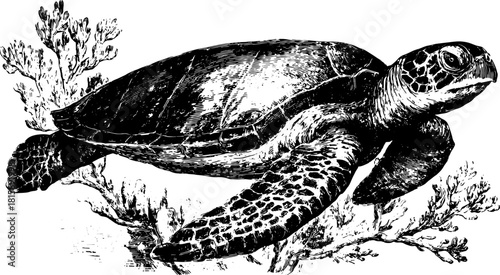 Turtle engraving in a vintage hand-drawn style. Black outline vector illustration depicting an aquatic creature in a natural setting with intricate details.