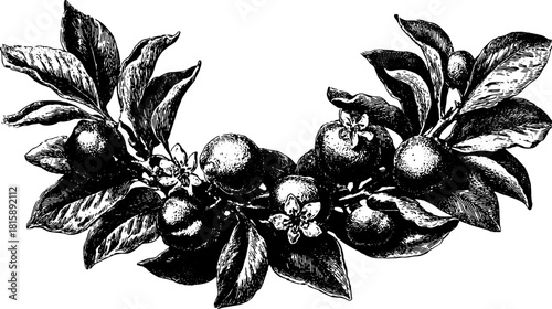 Vintage orange fruit and leaf engraving. Detailed botanical illustration in black outline, suitable for classic artwork or set vector.