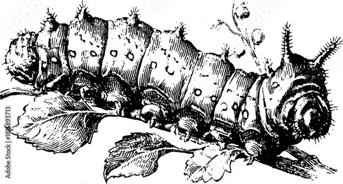Caterpillar illustration with detailed engraving style. Antique black outline drawing on leaves, showcasing vintage craftsmanship in this vector illustration.