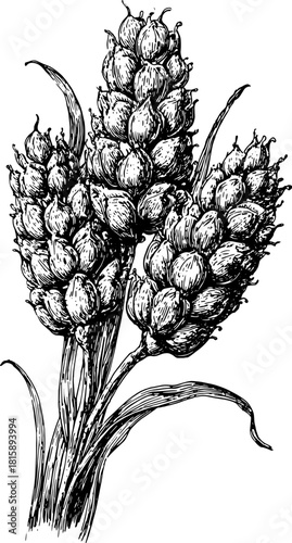 Vintage botanical illustration. Black and white outline drawing of a plant in a detailed composition, featuring leaves and fruits set as vector.