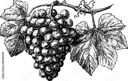 Vintage black and white engraving of grapes with leaves. Detailed vector illustration suitable for various decorative designs in set format.