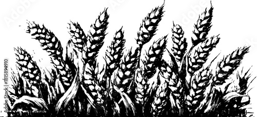 Wheat crop illustration in black and white style. Simple vector graphic of agricultural plants.